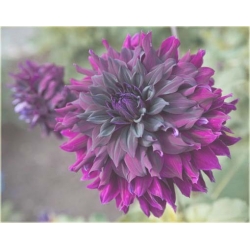 Nasiona Dalia różowa szt.5 Nxx357