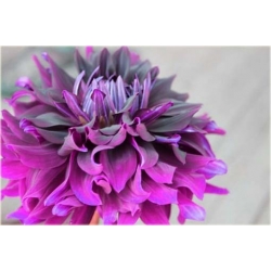 Nasiona Dalia różowa szt.5 Nxx357