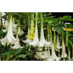 Nasiona Bieluń datura biała szt.10 Nxx687