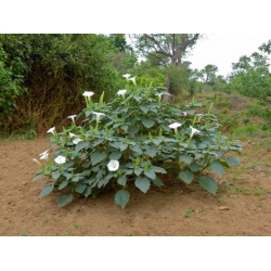 Nasiona Bieluń datura biała szt.10 Nxx687