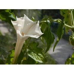 Nasiona Bieluń datura biała szt.10 Nxx687