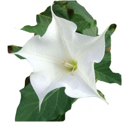 Nasiona Datura biała 5 sztuk N203