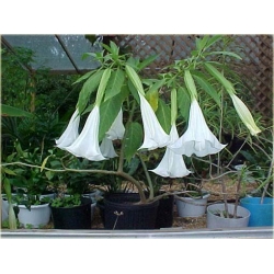 Nasiona Datura biała 5 sztuk Nxx203