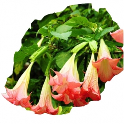 Nasiona Datura czerwona szt.5 N202