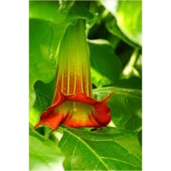 Nasiona Datura czerwona szt.5 Nxx202