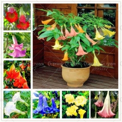 Nasiona Datura czerwona szt.5 Nxx202