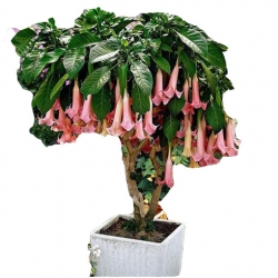 Nasiona Datura różowa szt.5 N201