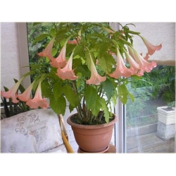 Nasiona Datura różowa szt.5 Nxx201