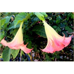 Nasiona Datura różowa szt.5 Nxx201