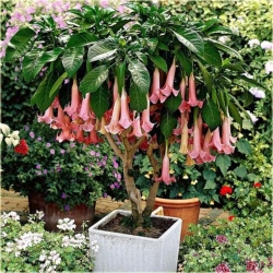 Nasiona Datura różowa szt.5 Nxx201