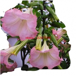 Nasiona Datura Brugmansja mix szt.5 N130