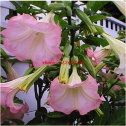 Nasiona Datura Brugmansja mix szt.5 Nxx130