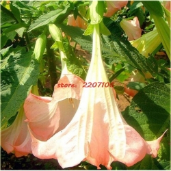 Nasiona Datura Brugmansja mix szt.5 Nxx130
