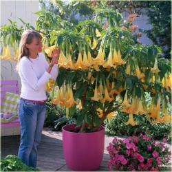 Nasiona Datura Brugmansja mix szt.5 Nxx130