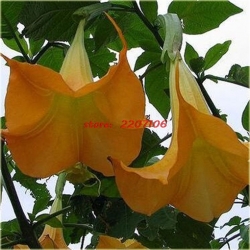 Nasiona Datura Brugmansja mix szt.5 Nxx130