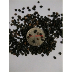 Nasiona Datura Brugmansja mix szt.5 Nxx130