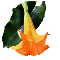 Nasiona Datura pomarańczowa szt.5 N345