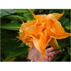 Nasiona Datura pomarańczowa szt.5 Nxx345