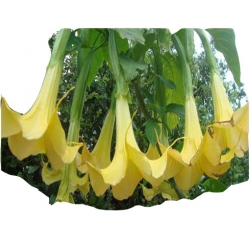 Nasiona Datura żółtaszt.5 N344