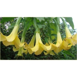 Nasiona Datura żółtaszt.5 Nxx344