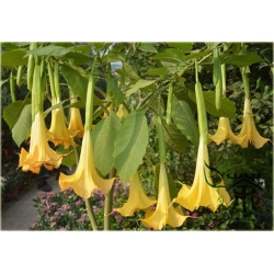 Nasiona Datura żółtaszt.5 Nxx344