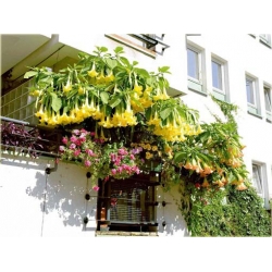 Nasiona Datura żółtaszt.5 Nxx344