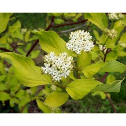 nasiona Dereń biały Cornus alba szt5 Fore187