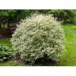 nasiona Dereń biały Cornus alba szt5 Fore187