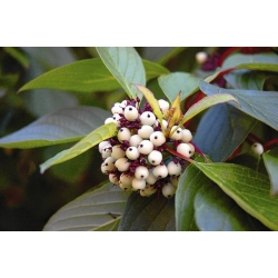 nasiona Dereń biały Cornus alba szt5 Fore187