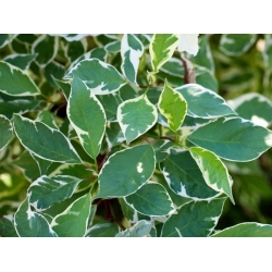 nasiona Dereń biały Cornus alba szt5 Fore187