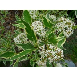 nasiona Dereń biały Cornus alba szt5 Fore187