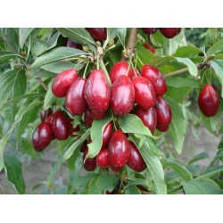 nasiona Dereń jadalny Cornus mas szt5 Fore188