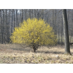 nasiona Dereń jadalny Cornus mas szt5 Fore188