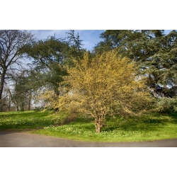 nasiona Dereń jadalny Cornus mas szt5 Fore188