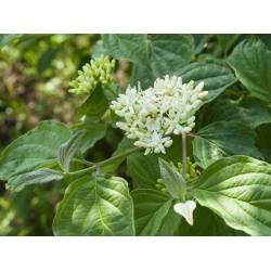 nasiona Dereń świdwa Cornus sanguinea szt5 Fore189