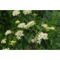 nasiona Dereń świdwa Cornus sanguinea szt5 Fore189