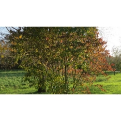 nasiona Dereń świdwa Cornus sanguinea szt5 Fore189