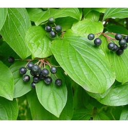 nasiona Dereń świdwa Cornus sanguinea szt5 Fore189