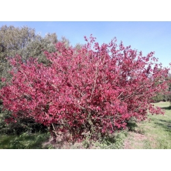 nasiona Dereń świdwa Cornus sanguinea szt5 Fore189