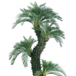 Nasiona Dracena doniczkowa szt.5 N391