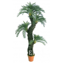 Nasiona Dracena doniczkowa szt.5 Nxx391