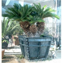 Nasiona Dracena doniczkowa szt.5 Nxx391