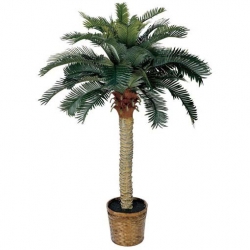 Nasiona Dracena doniczkowa szt.5 Nxx391