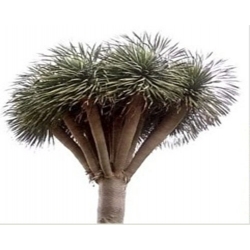 Nasiona Dracena smocza Dragon Blood szt.3 N519