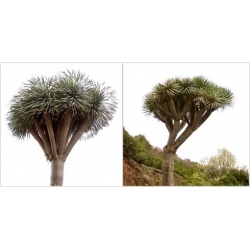 Nasiona Dracena smocza Dragon szt.3 Nxx519