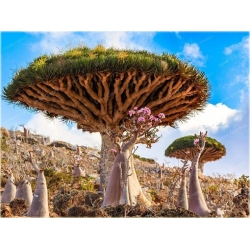 Nasiona Dracena smocza Dragon szt.3 Nxx519