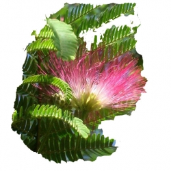 Nasiona Drzewo Akacji mix szt.5 N177