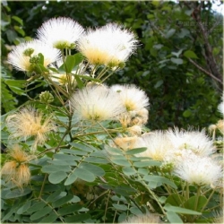 Nasiona Drzewo Akacji mix szt.5 Nxx177