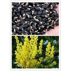 Nasiona Drzewo Akacji mix szt.5 Nxx177