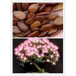 Nasiona Drzewo Akacji mix szt.5 Nxx177